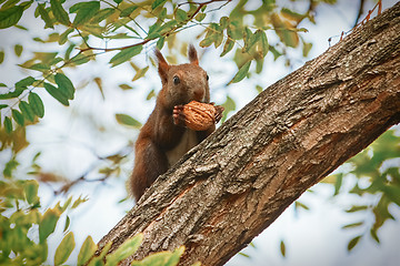 Image showing Squirrel with Walnut