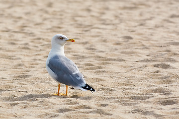 Image showing Seagull on Sand 