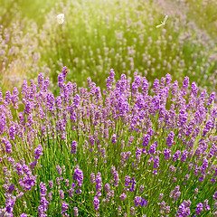 Image showing Shrub of Lavandula