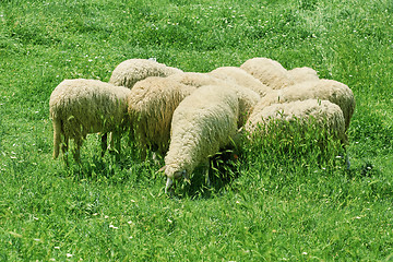 Image showing Flock of Sheep