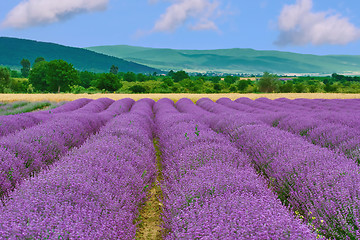 Image showing Field of Lavender