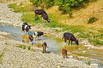 Image showing Herd of Cows