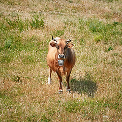 Image showing Cow on Pasture