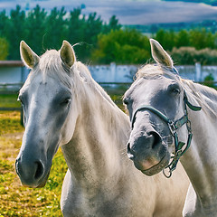 Image showing Portrait of Horses