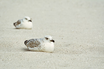 Image showing Gull Nestlings on the Sand