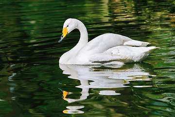 Image showing Swan on the Pond