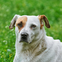 Image showing Portrait of Dog