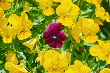 Image showing Garden Pansy Flowers