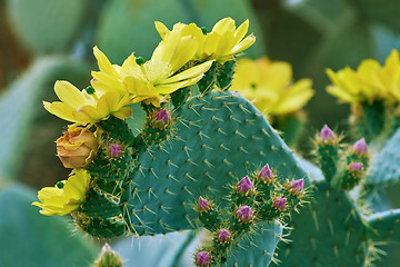Image showing Blossom of Opuntia