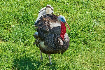 Image showing Turkey on Grass