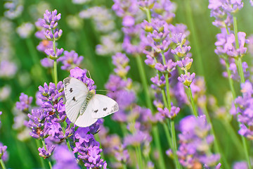 Image showing Cabbage White Butterfly