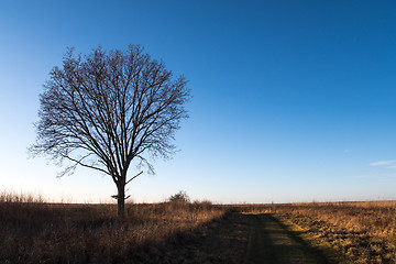 Image showing Lone tree by a country roadside