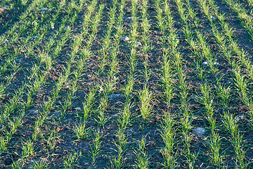 Image showing Fresh green corn plants