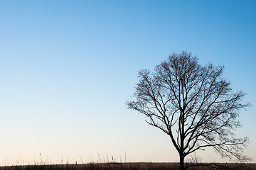 Image showing Lone tree silhouette