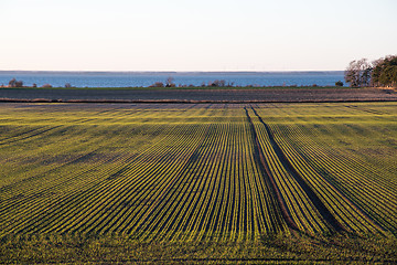 Image showing Corn field with green symmetric rows