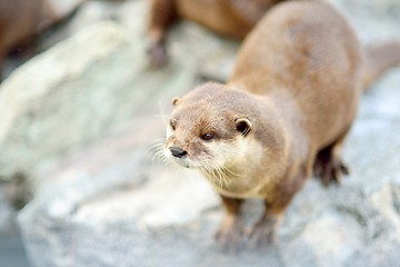 Image showing Cute otter closeup. Selective focus on the head.