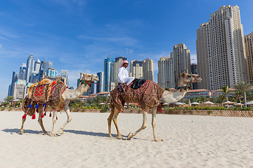 Image showing Man offering camel ride on Jumeirah beach, Dubai, United Arab Emirates.