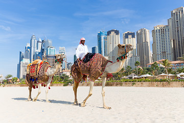 Image showing Man offering camel ride on Jumeirah beach, Dubai, United Arab Emirates.