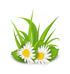 Image showing Camomile flowers with grass on white background