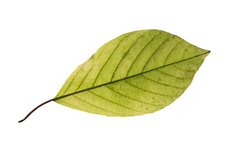 Image showing birch leaf isolated on white background