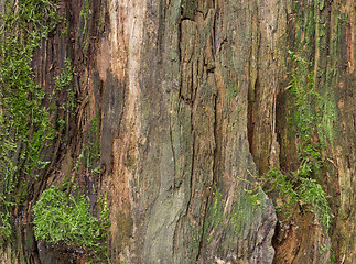 Image showing Moss and mold affect a wood panel