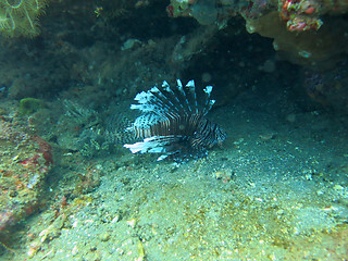 Image showing Lionfish (pterois) on coral reef Bali.