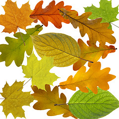 Image showing Colorful and bright background made of fallen autumn leaves.