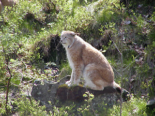 Image showing Lynx in the forrest