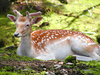 Image showing Deer in the forrest