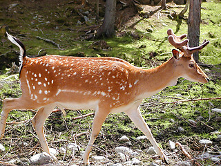 Image showing Deer in the forrest