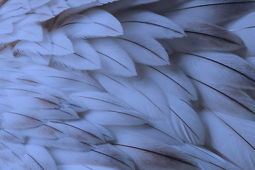 Image showing Blue fluffy feather closeup