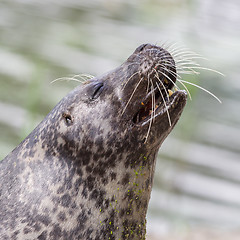 Image showing Sea lion closeup