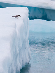 Image showing Birdlife in Jokulsarlon, a large glacial lake in Iceland