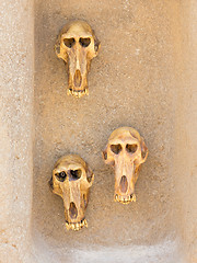 Image showing Monkey skulls on wall