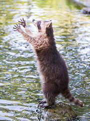 Image showing Racoon begging for food