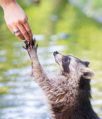 Image showing Racoon begging for food