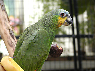 Image showing Green parrot