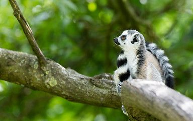 Image showing Ring-tailed lemur (Lemur catta)