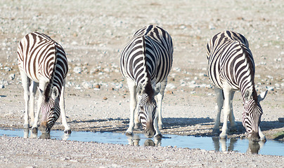 Image showing zebras at a watering hole