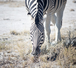 Image showing zebra