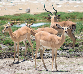 Image showing antelopes impala