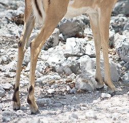 Image showing antelope legs