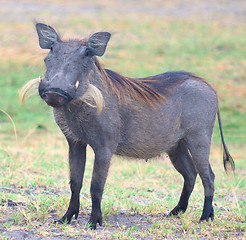 Image showing warthog