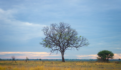 Image showing morning in savannah