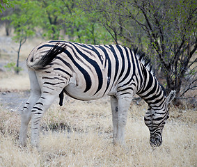 Image showing zebra