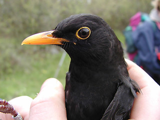Image showing Caugtt bird