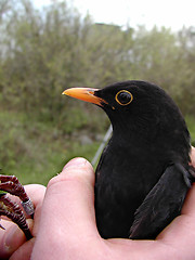 Image showing Bird in a hand.