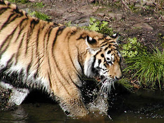 Image showing Tiger in the water.