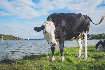 Image showing Black and white cow by a river