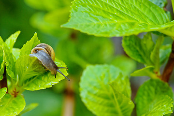 Image showing Mollusk in a garden with green plants